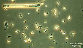 Haptophytes and cyanobacteria. Picture: Seija Hällfors