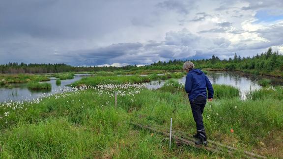 Kuvassa vihreää matalaa suokasvillisuutta ja kosteikon vesipintaa, jota katselee sinitakkinen tutkija