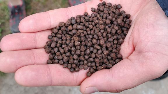 Ruskeita jyvämäisiä rehupalleroita kädessä.