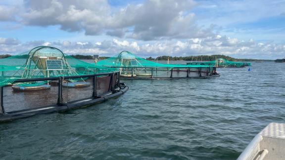 Kalankasvattamon altaita merellä Kustavin länsipuolella. 