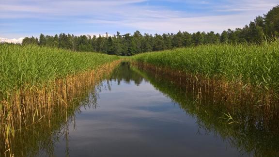 A dredged boat channel through a reed bed.