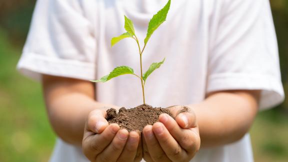 Lapsi pitelee kädessään kasvia.