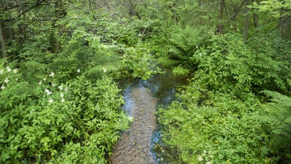 Puro rehevän lehtokasvillisuuden keskellä.