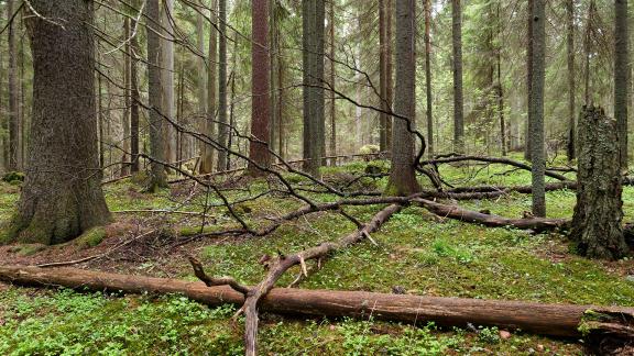 Kuva vanhasta havupuuvaltaisesta metsästä, kuvaaja Seppo Tuominen.