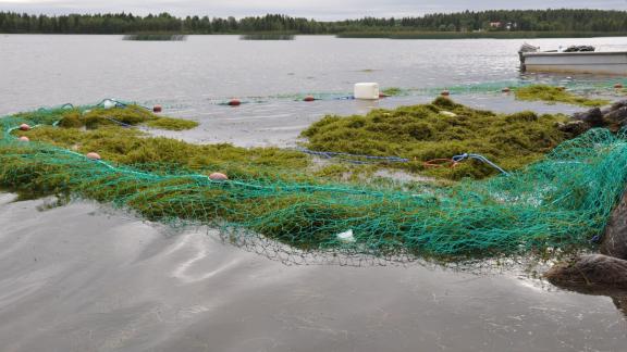 Nuotalla kerättyä vesiruttoa rantavedessä