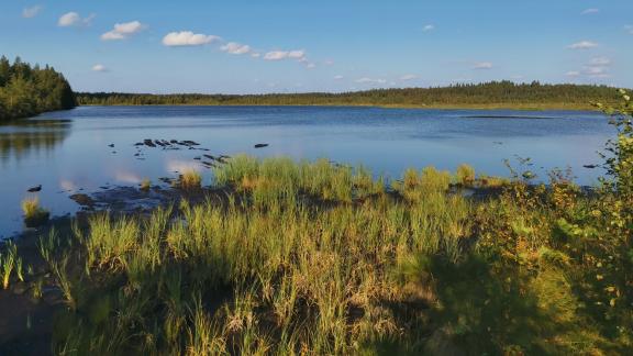 Kuvassa kosteikon sinistä avovesipintaa, jota reunustaa matala kellertävän vihreä kasvillisuus