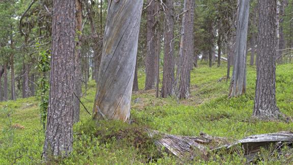 Forest in Ristijänkä, Inari