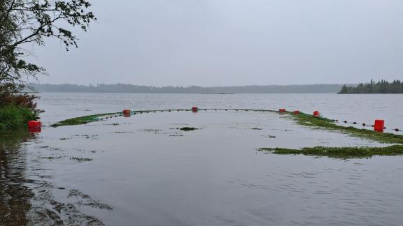 Vesiruttoa keräävä nuotta järvellä