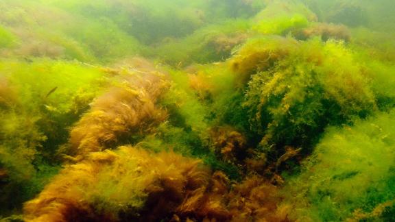 Makroleviä riutalla