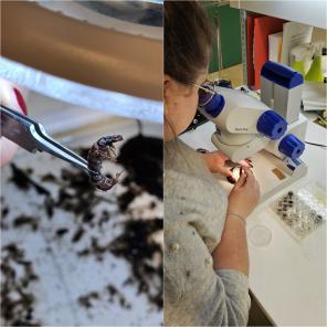 Kuvissa pohjaeläinten poimintaa pinseteillä sekä tutkija määrittämässä pohjaeläimiä mikroskoopilla