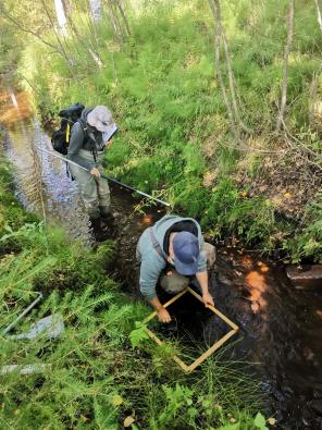 Kuvassa kaksi näytteenottajaa tarkastelee puromaisen uoman pohjan raekokoa ja rannan kasvillisuutta.