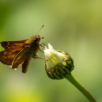 Piippopaksupää kukkanupulla.