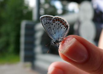 Lähikuvassa kangassinisiipi ihmisen sormella.