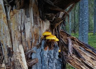 Kuvassa on helokkasieniä haavan rungolla. 