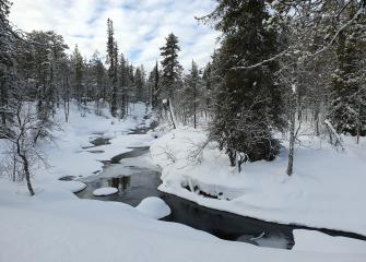 Talvinen metsämaisema Koilliskairassa. Lumikinosten keskellä kulkee puro, jota reunustavat kapeat havupuut.