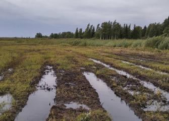 Niitty luonnonhoitotoimien jälkeen. Niitty on raivattu, siltä on poistettu puut ja vesi on noussut maan pinnalle.