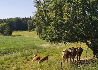 Lehmiä kesäisellä laitumella