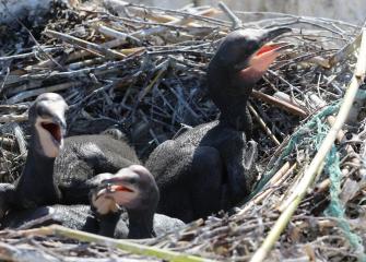 Merimetson poikasten ympärillä pesässä on muovinarua.