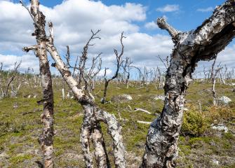 Kuollutta tunturikoivikkoa Utsjoella.