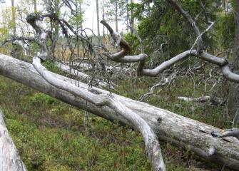 Metsässä on kaatuneita puita. 