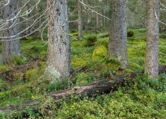 Vanhaa havumetsää. Harmaiden kuusien keskellä sammalpeitteen päällä lahonneita puunrunkoja.