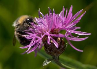 A bumblebee on a thistle.