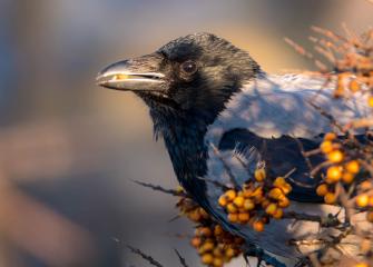 A hooded crow in a sea buckthorn bush.