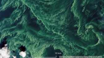 Blue-green algae on the Gulf of Finland 11.7.2022