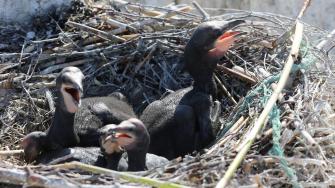 Merimetson poikasten ympärillä pesässä on muovinarua.