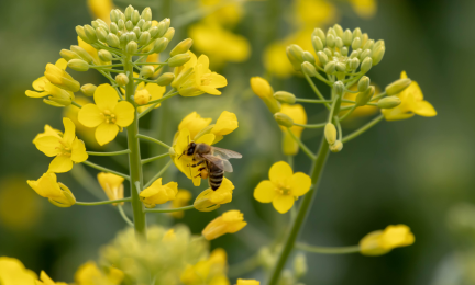 Pölyttäjä rypsin kukinnossa.