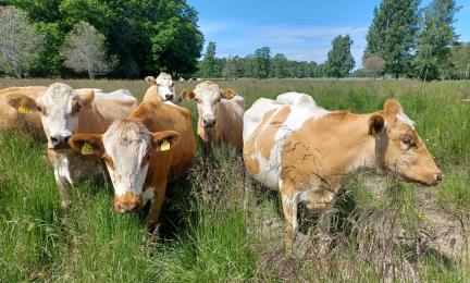 Kyyttöjä laitumella aurinkoisena päivänä Bovikin tilalla.