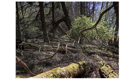 Keväinen metsä, jossa paljon kaatuneita puita.