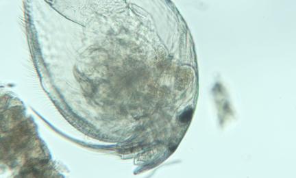 Alonella-vesikirppu mikroskoopilla suurennettuna.