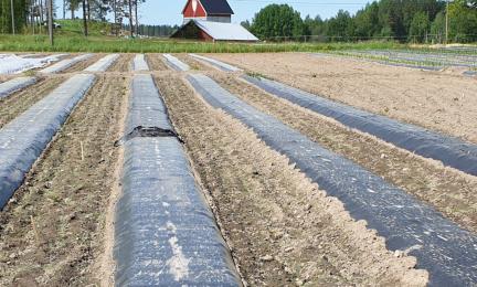 Biodegradable mulching film.