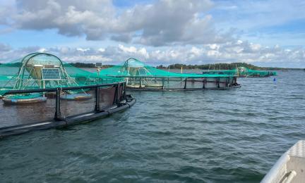 Kalankasvattamon altaita merellä Kustavin länsipuolella. 