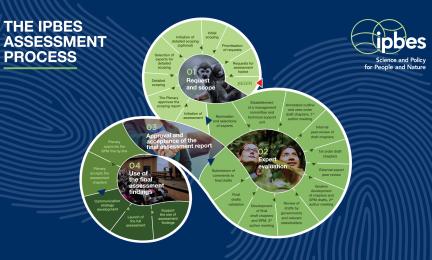 IPBESin arviointiraporttiprosessissa on neljä päävaihetta, joista kussakin on useampi alakohta. Vaiheet on avattu tarkemmin IPBES:n verkkosivuilla.