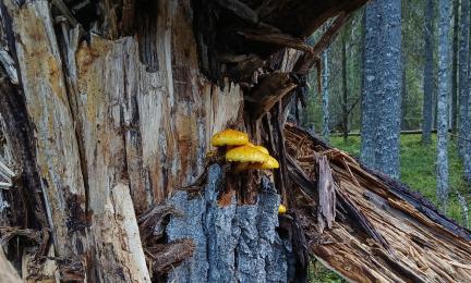 Kuvassa on helokkasieniä haavan rungolla. 