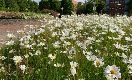 Etualalla päivänkakkaraniitty, taustalla näkyy rakennuksia ja sinistä taivasta.