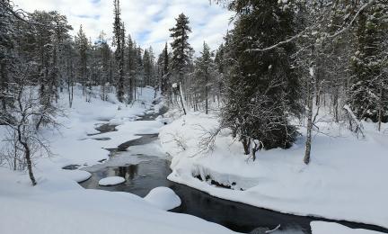 Talvinen maisema Koilliskairassa. Havupuiden välisessä uomassa virtaa puro, joka on osittain sula.