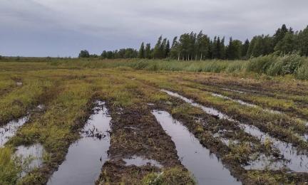 Niitty luonnonhoitotoimien jälkeen. Niitty on raivattu, siltä on poistettu puut ja vesi on noussut maan pinnalle.