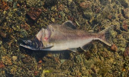 Kuollut kyttyrälohi joen pohjalla.