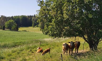 Lehmiä kesäisellä laitumella