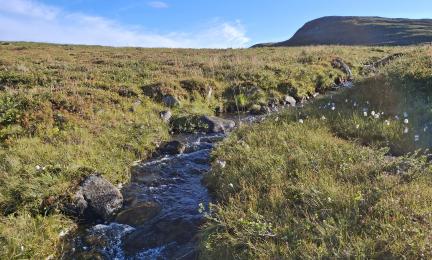 Sampling stream in the Malla Strict Nature Reserve.