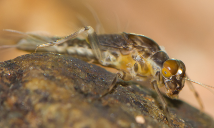 Päivänkorennon toukka lepää kiven päällä