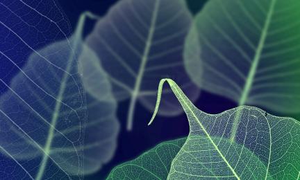 Illustrative, green leaves