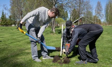 Kuvassa on kolme ihmistä, jotka istuttavat puuntaimea vihreälle nurmikolle. Yhdellä ihmisistä on sininen pistolapio käsissään. Taustalla on lehtipuita, joissa on lehdenalkuja.