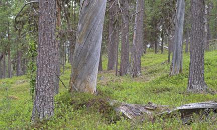 Forest in Ristijänkä, Inari
