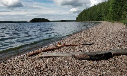 Kuva Saimaan rannasta