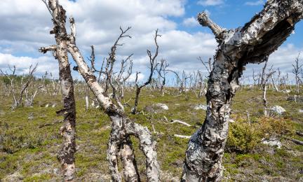 Kuollutta tunturikoivikkoa Utsjoella.
