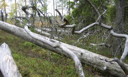 Metsässä on kaatuneita puita. 